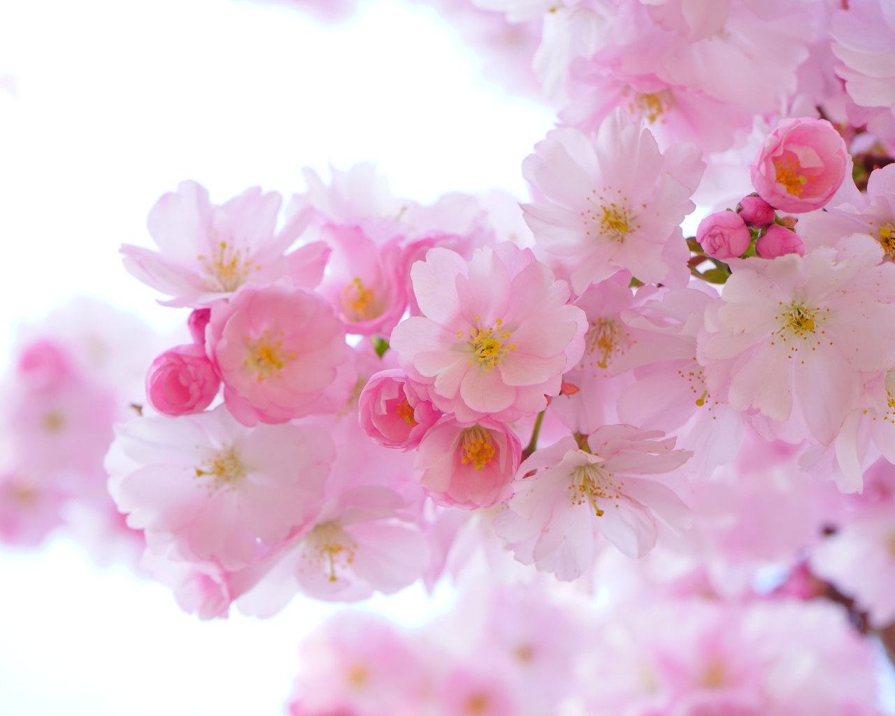 Красивые нежные розовые весенние цветы луизеания