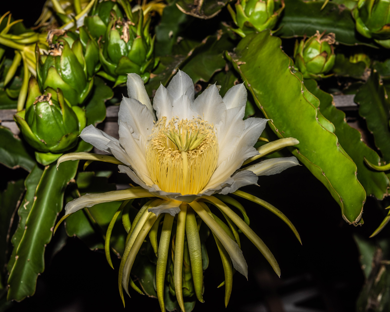 Красивый белый цветок кактуса крупным планом