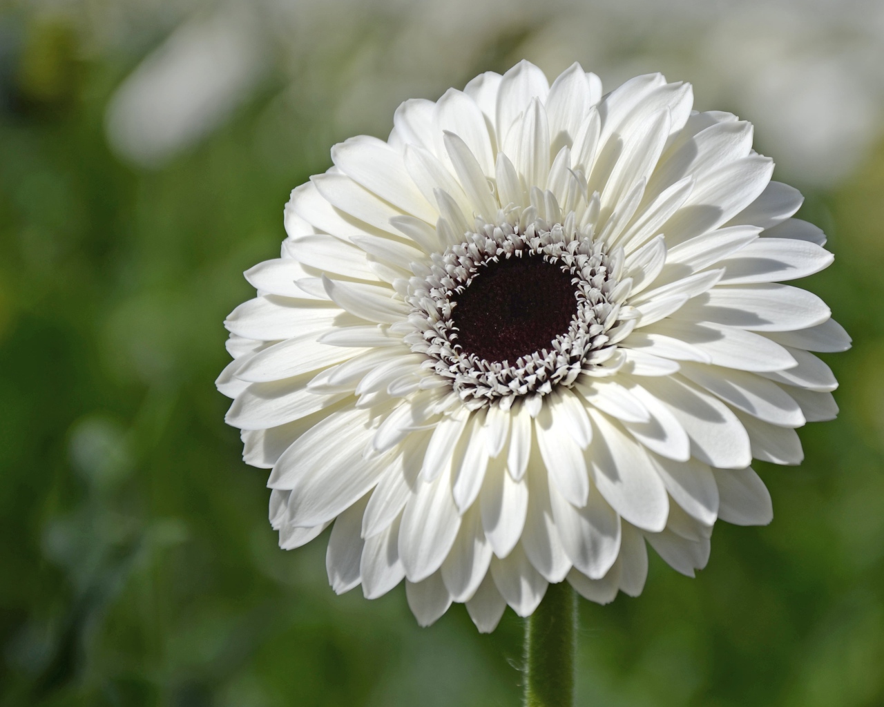 Красивый белый цветок герберы с черной серединой