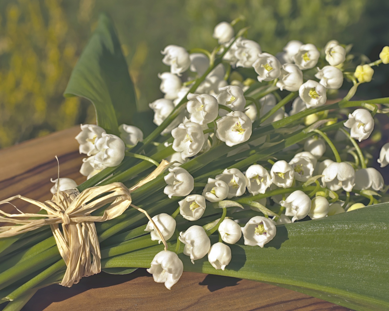 Красивые белые ландыши с зелеными листьями