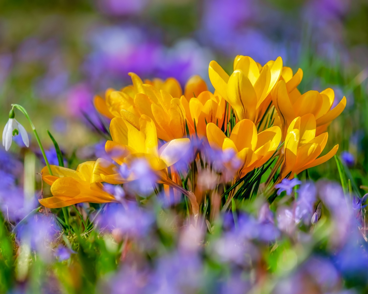 Красивые желтые крокусы весной 