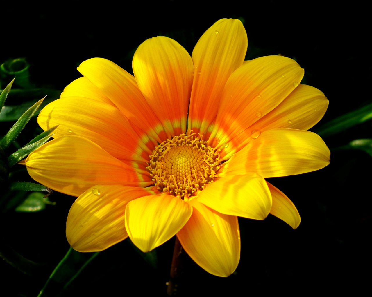 Красивый желтый цветок газания крупным планом