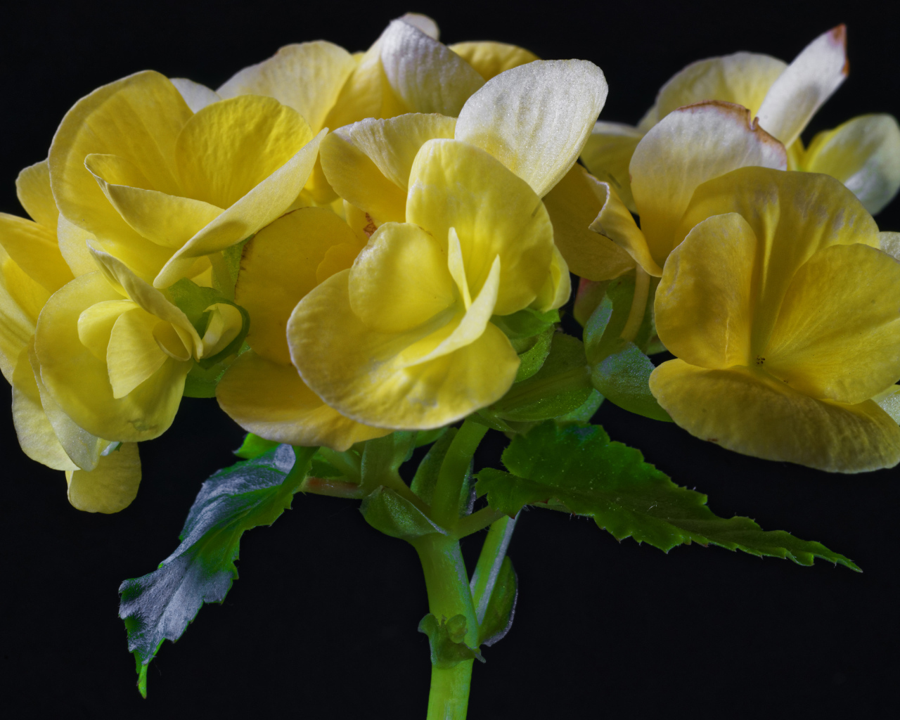 Красивый желтый комнатный цветок бегония на черном фоне