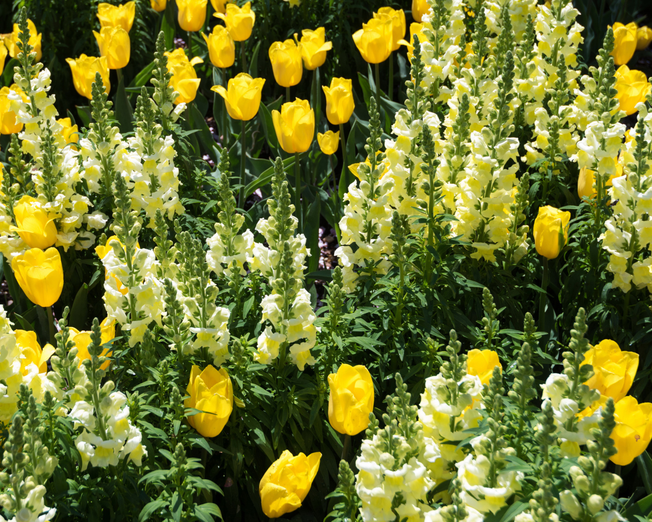 Красивые желтые цветы львиный зев и тюльпаны на клумбе 