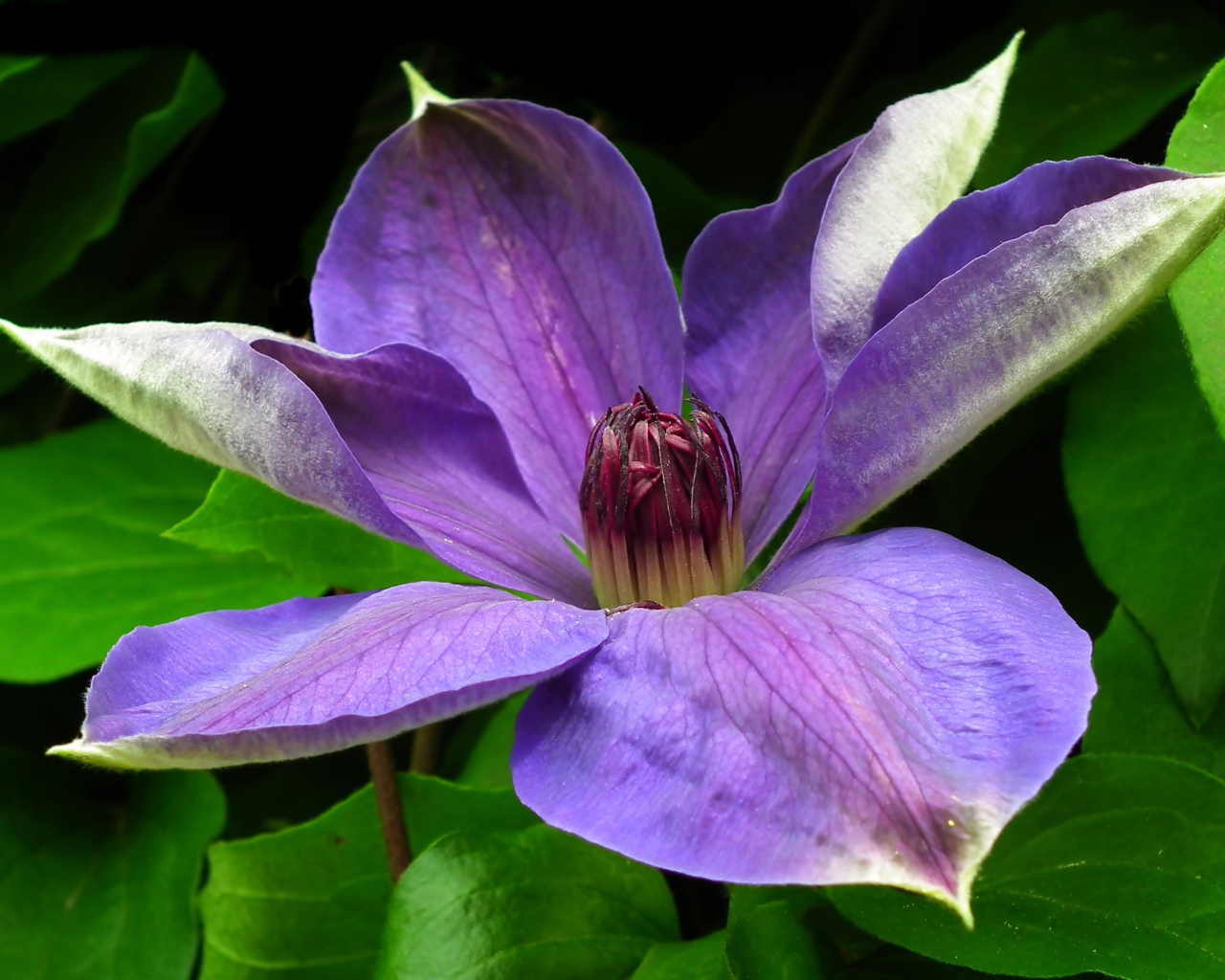Большой красивый сиреневый цветок клематиса в зеленых листьях
