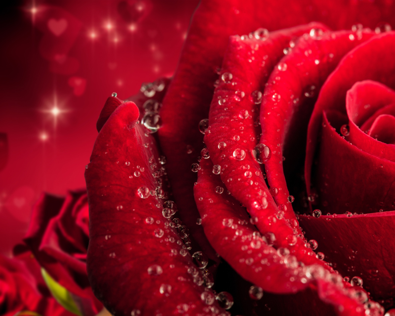 Большая крупная роза в каплях розы 