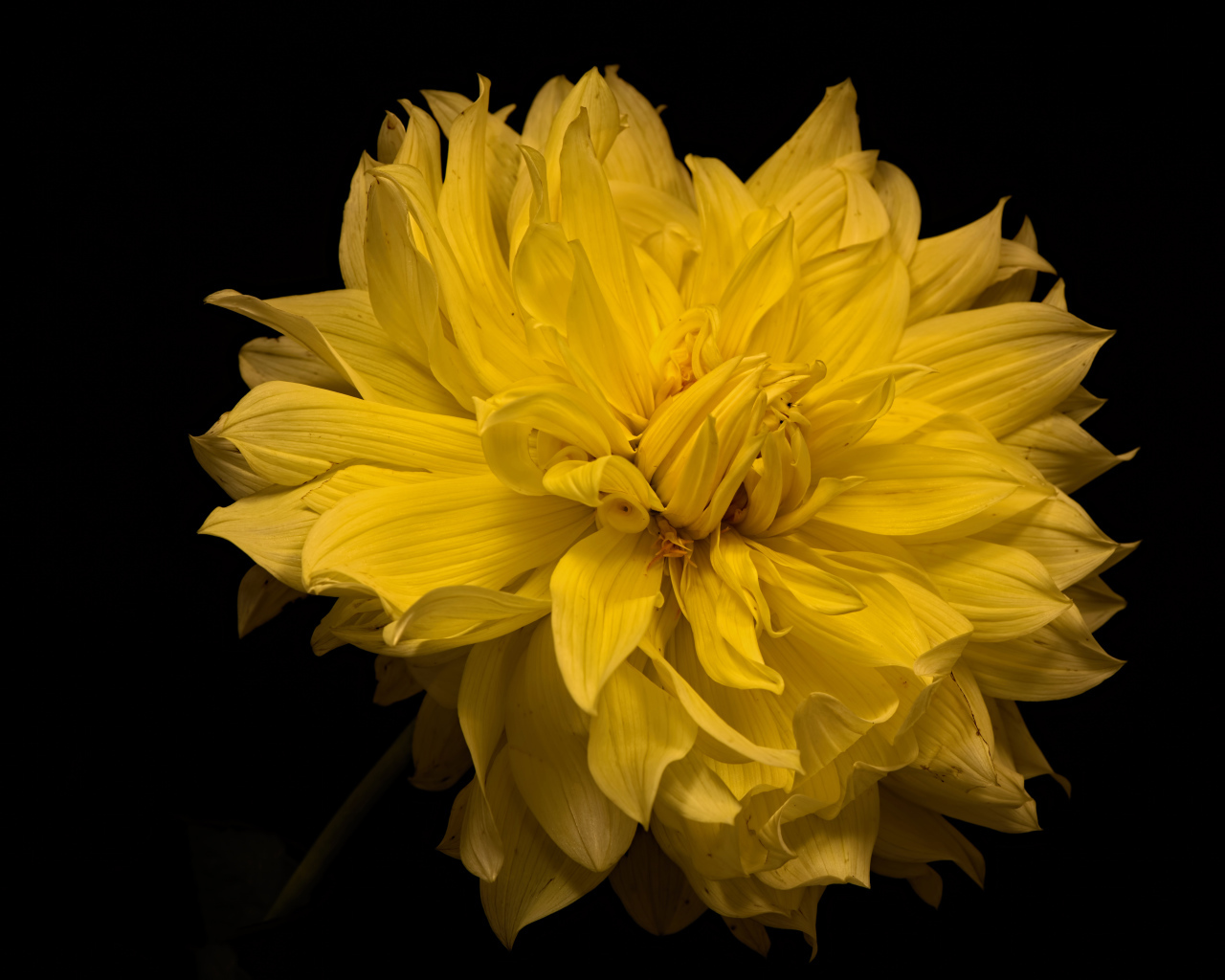 Большой желтый цветок георгины на черном фоне