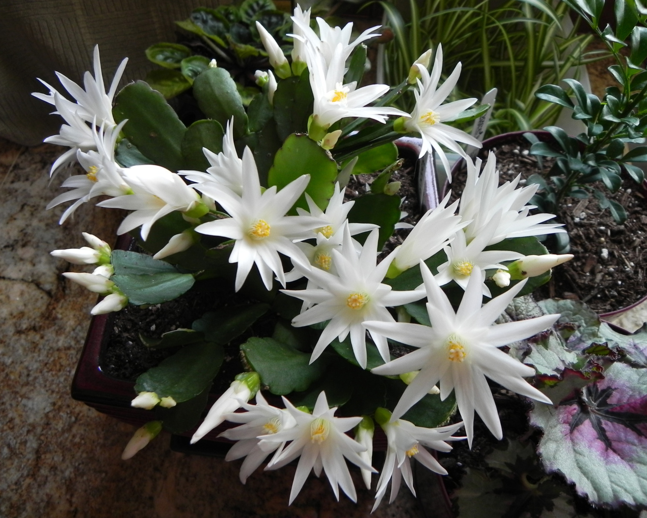 Цветущий белыми цветами комнатный цветок декабрист