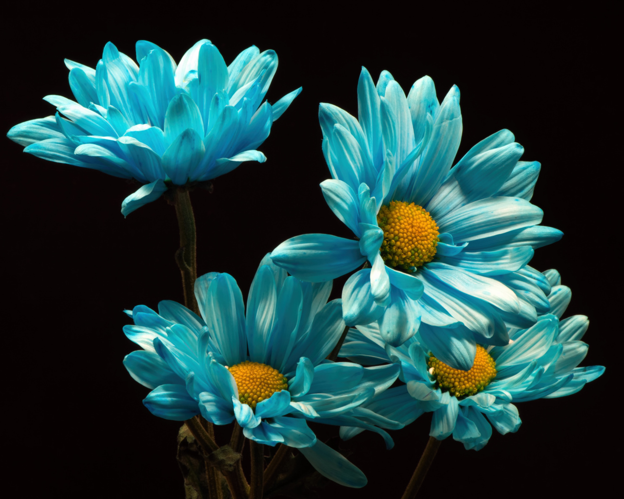Синие хризантемы на черном фоне