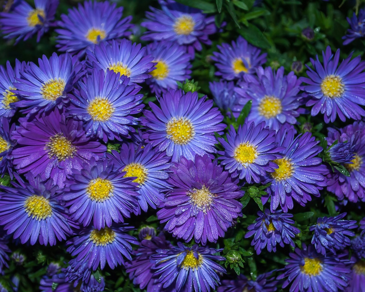 Синие цветы астра крупным планом