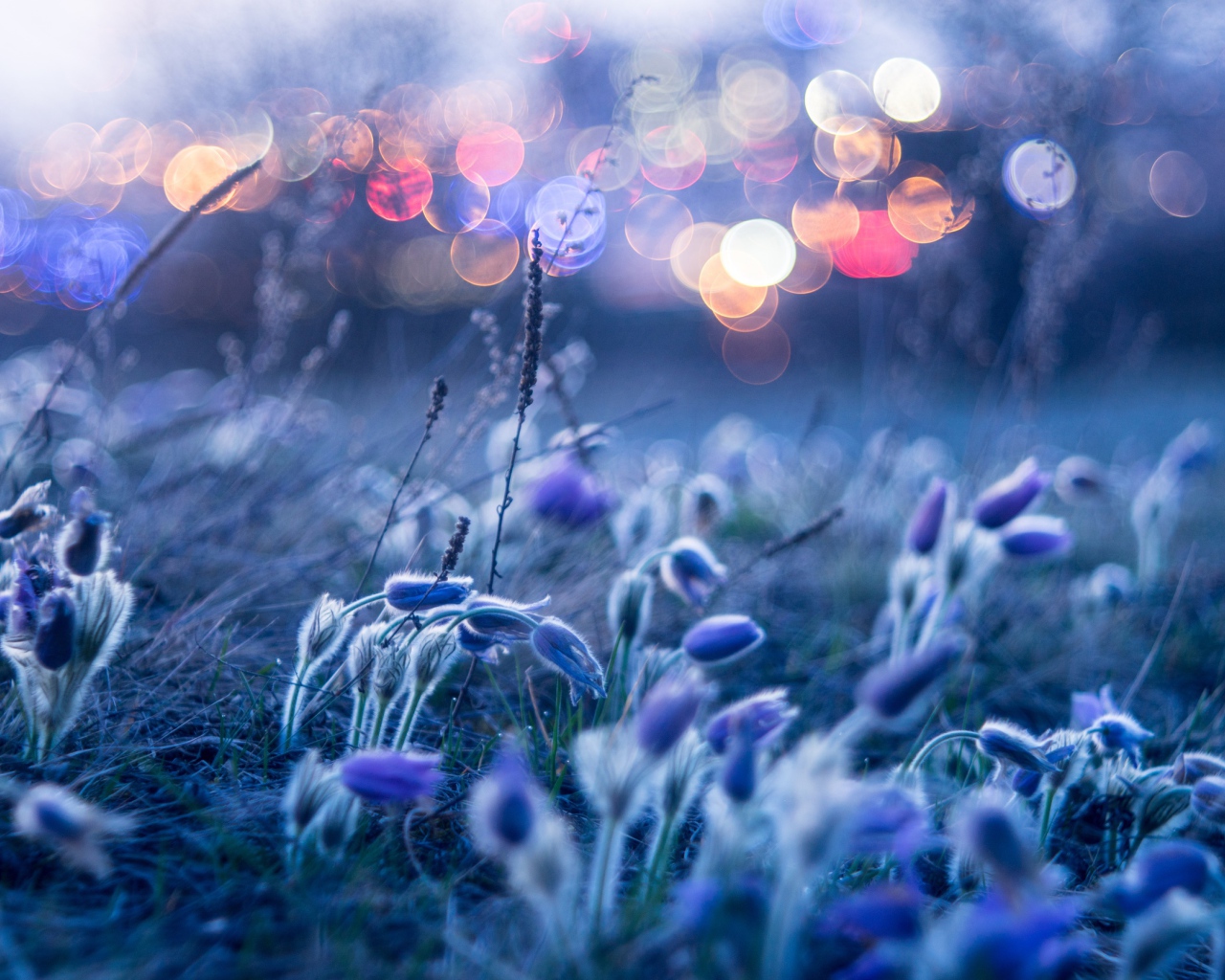 Голубые цветы прострела гнутся от ветра