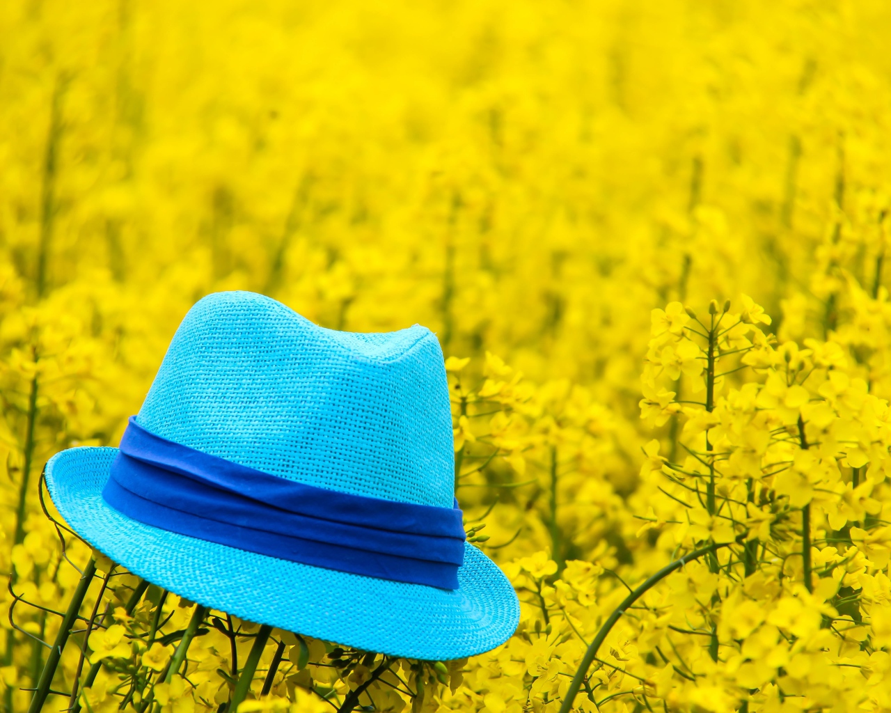 Голубая шляпа лежит на желтых цветах 
