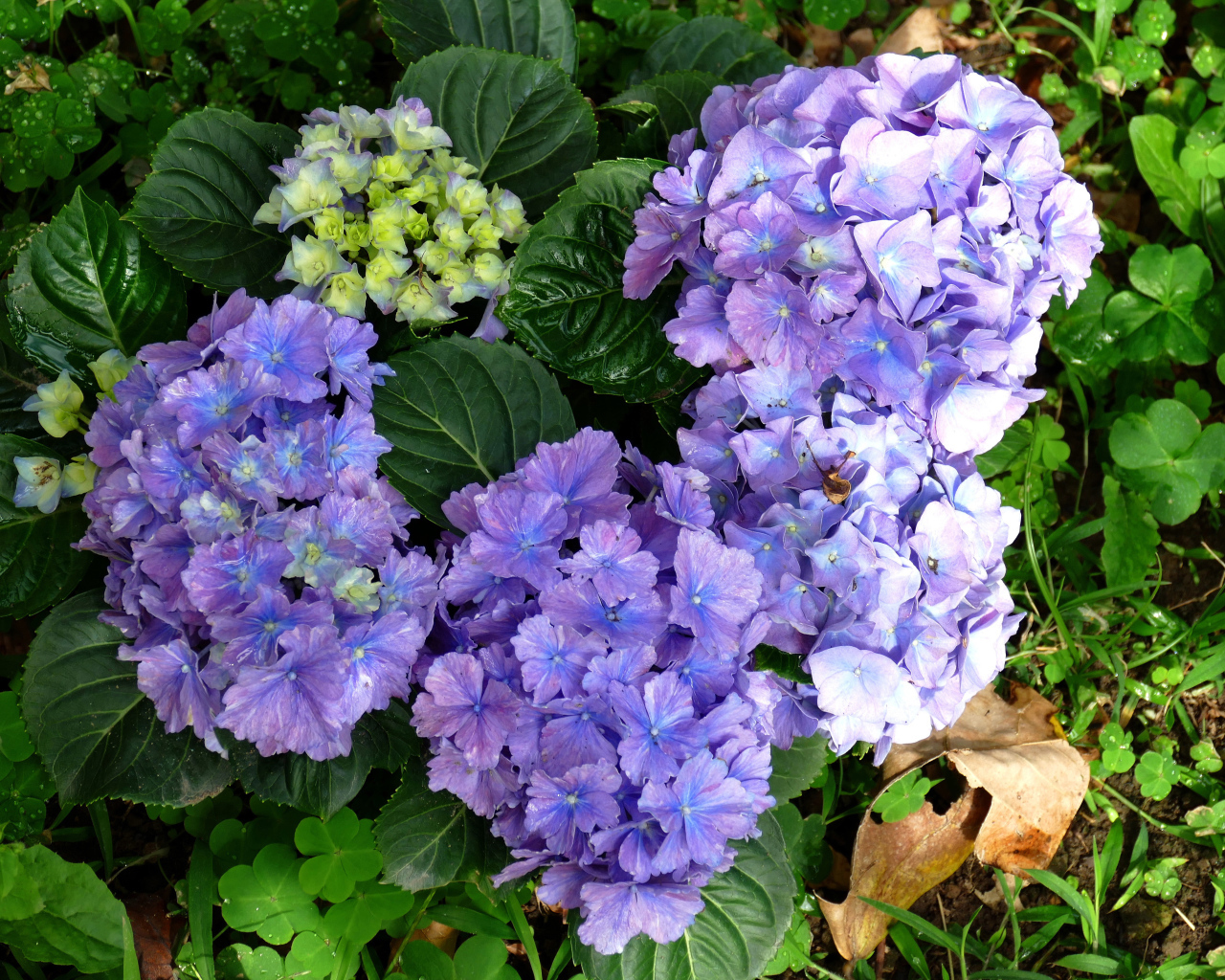 Голубые цветы гортензии с зелеными листьями