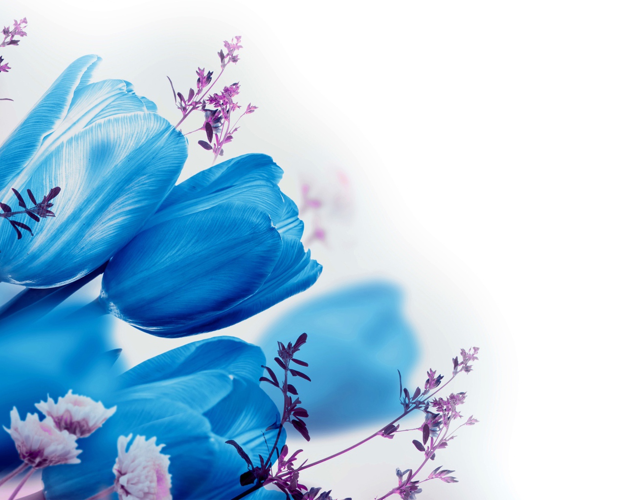 Голубые тюльпаны на белом фоне 