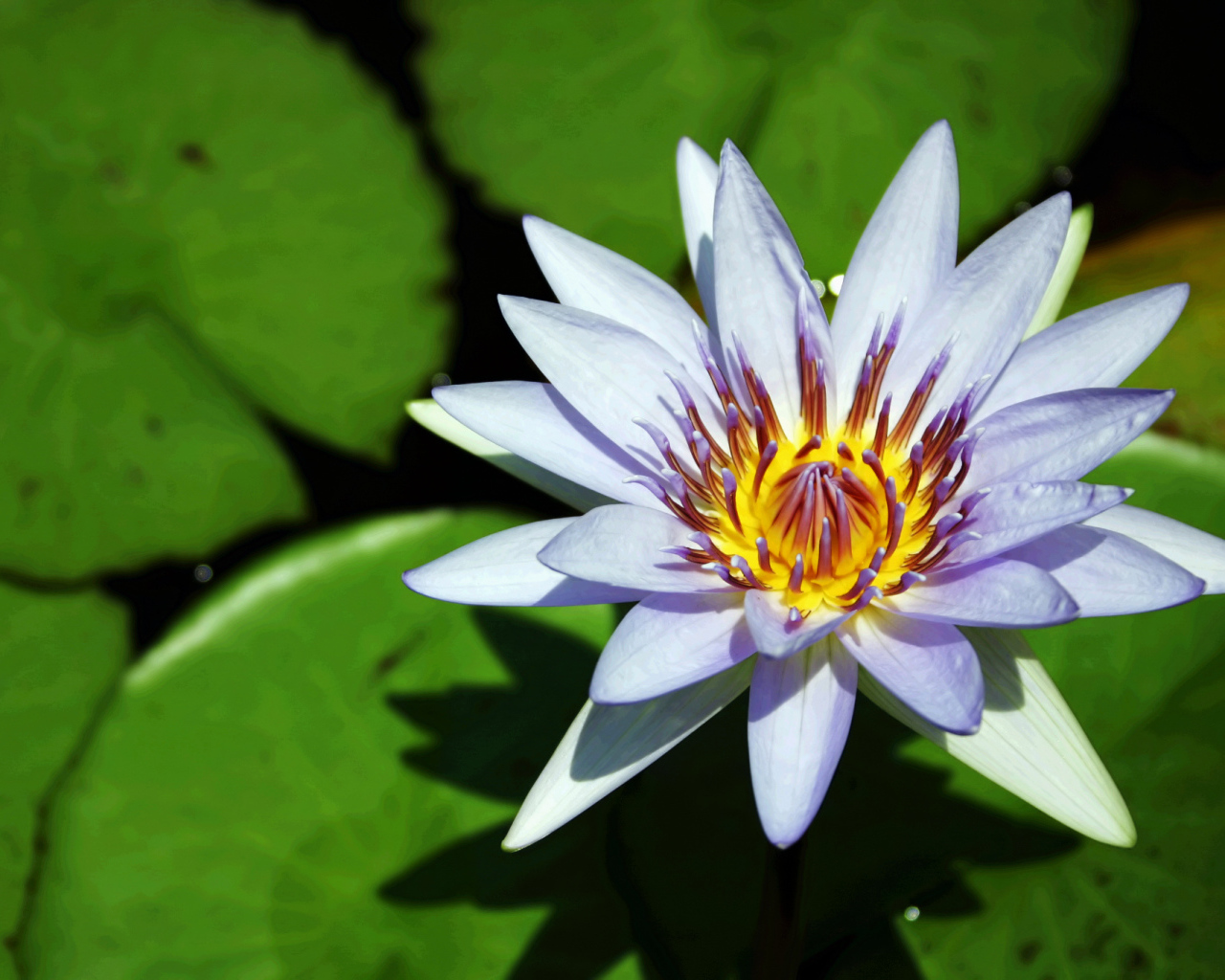 Синяя водяная лилия с зелеными листьями в воде