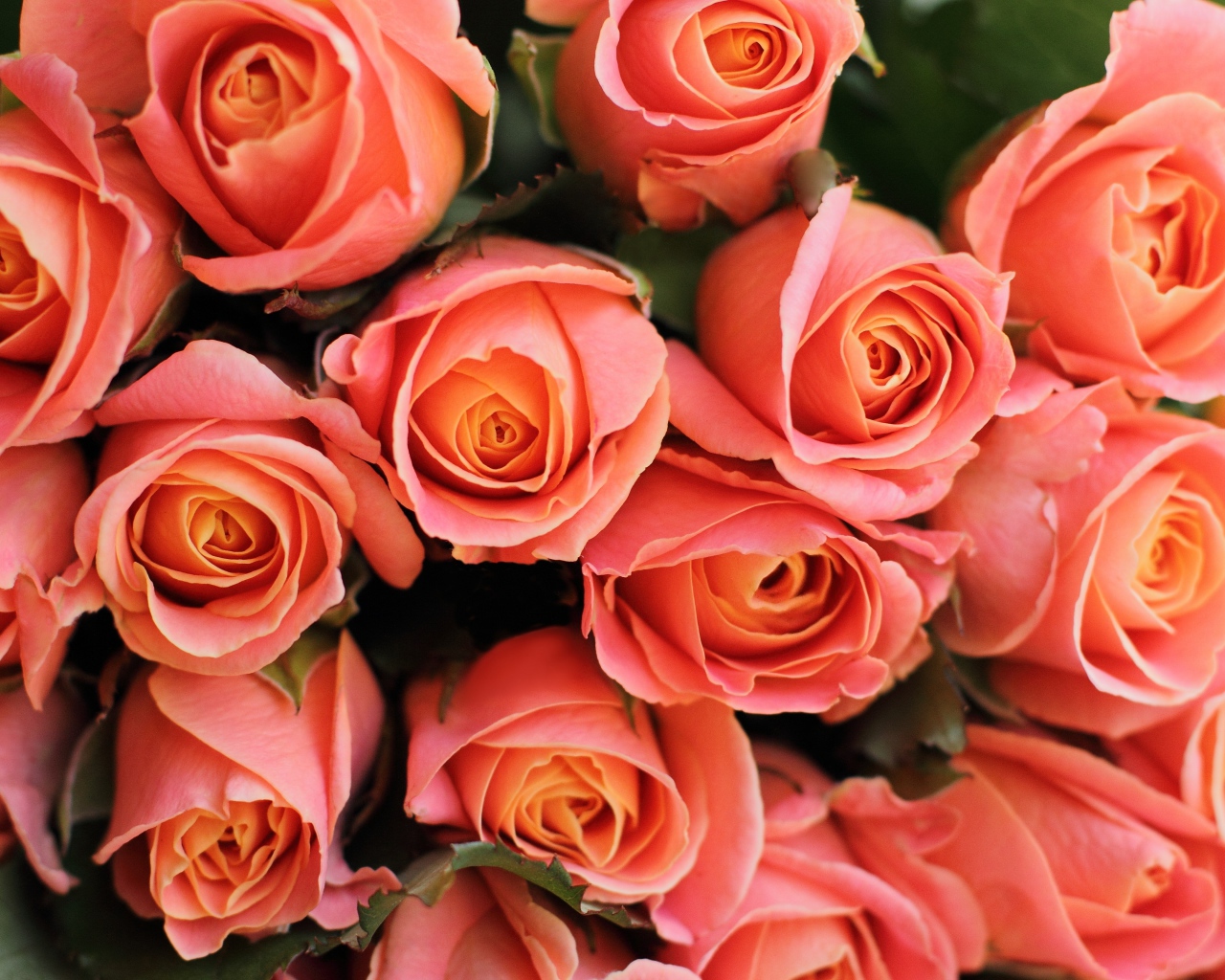 Букет красивых нежных розовых роз крупным планом