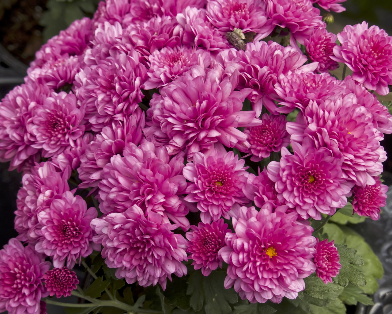 Букет красивых розовых хризантем крупным планом