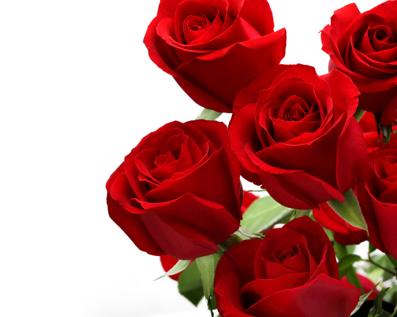 Букет красивых красных роз на белом фоне