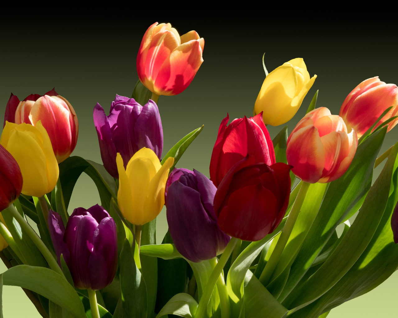 Букет разноцветных тюльпанов крупным планом