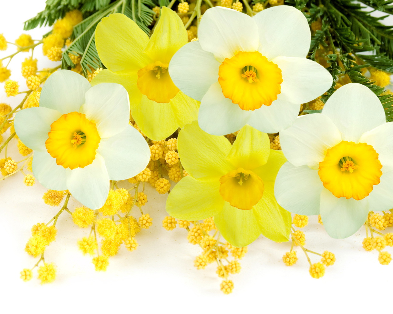 Букет нарциссов с веточками мимозы на белом фоне