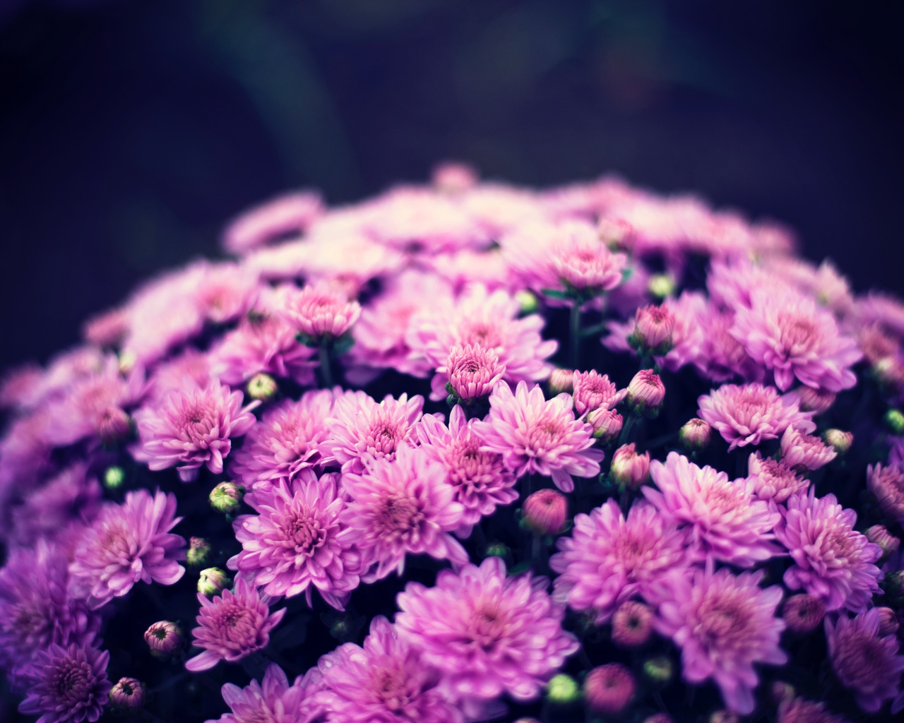 Букет нежных розовых хризантем крупным планом