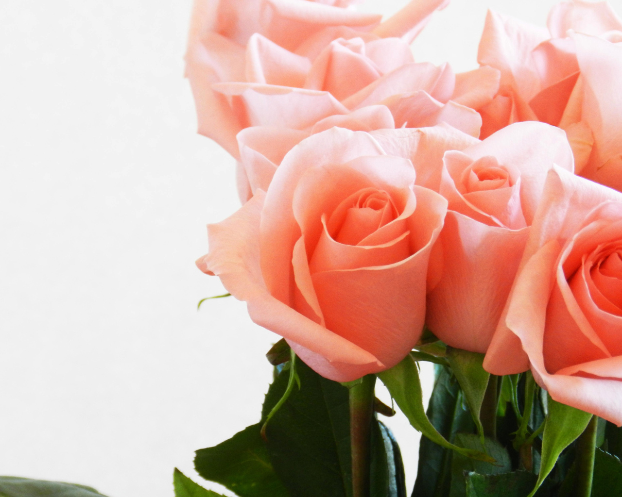 Букет нежных розовых роз крупным планом на белом фоне