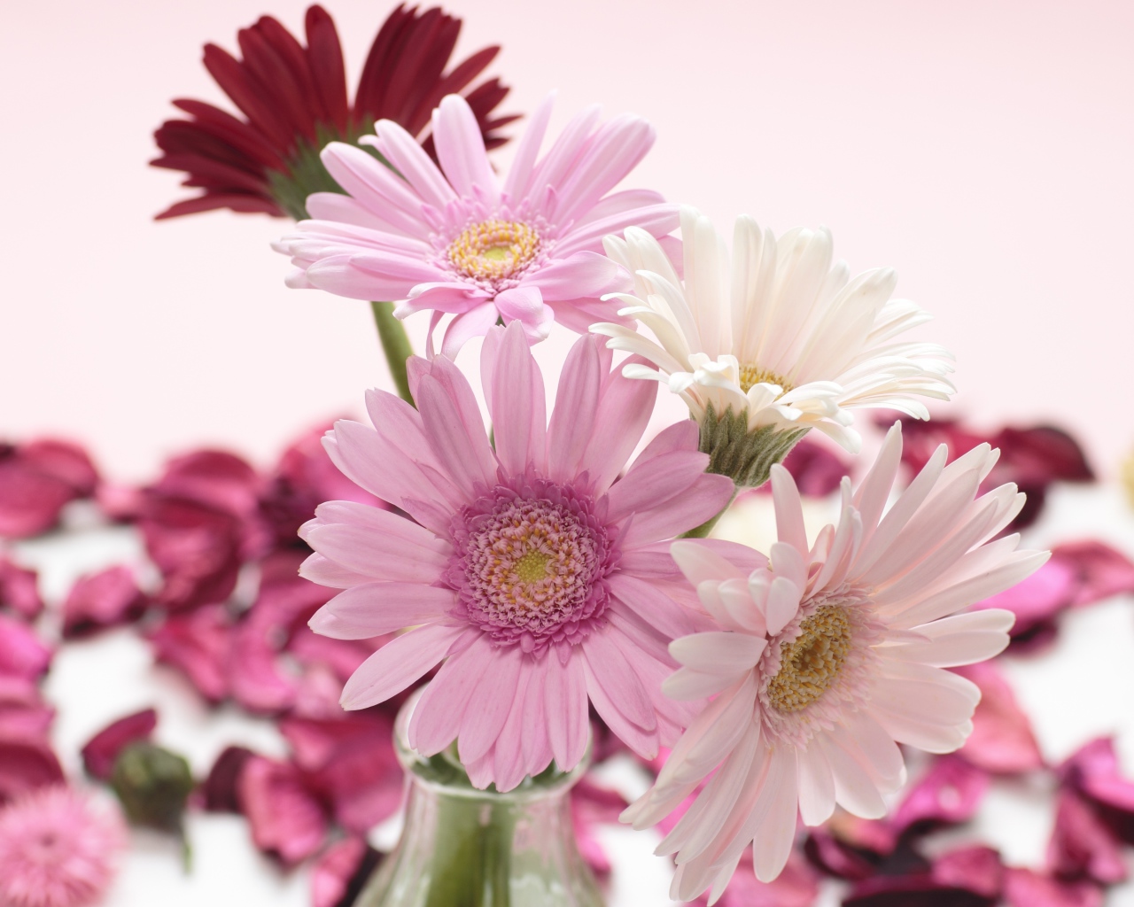 Букет цветов герберы в вазе на розовом фоне