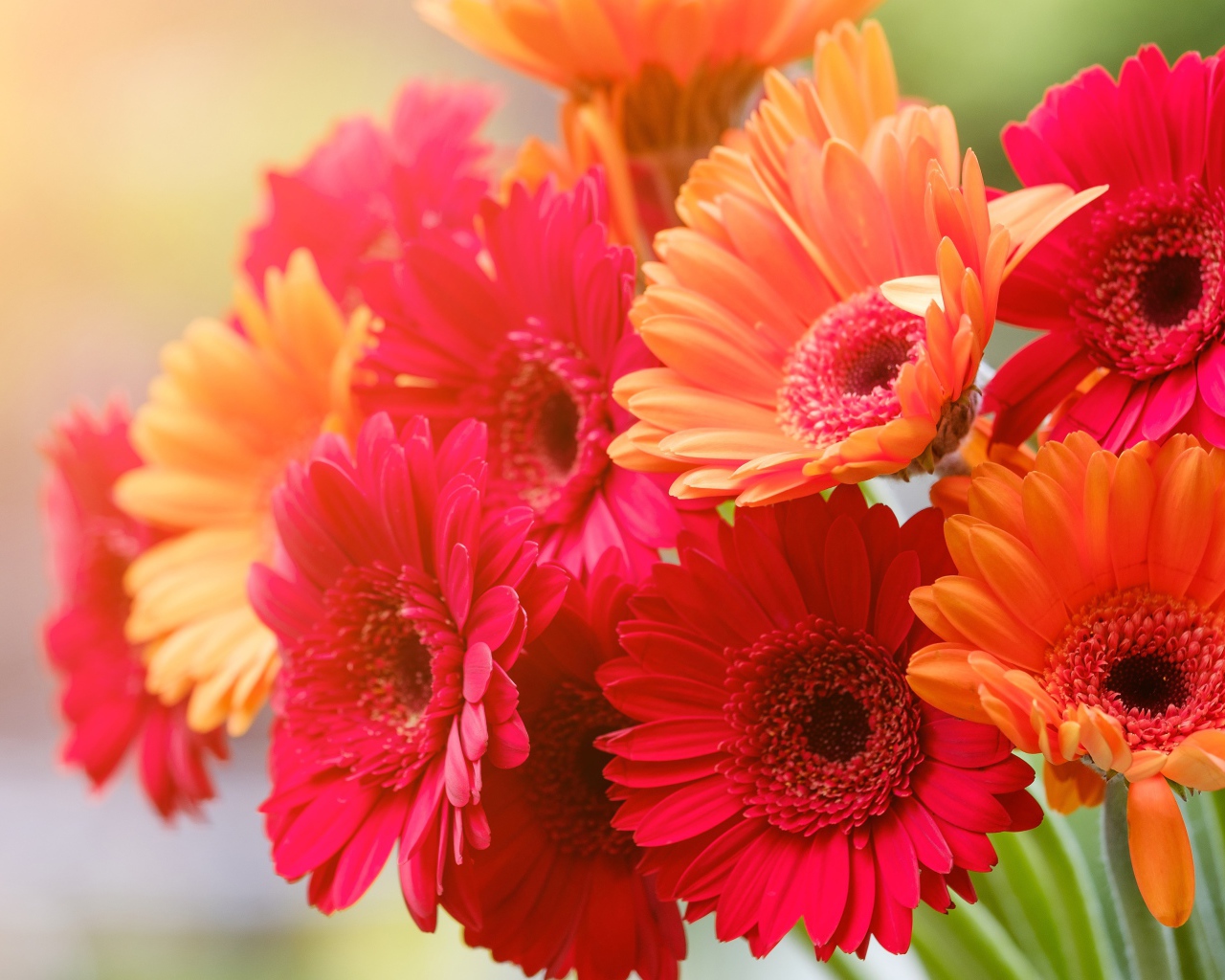 Букет разноцветной герберы крупным планом