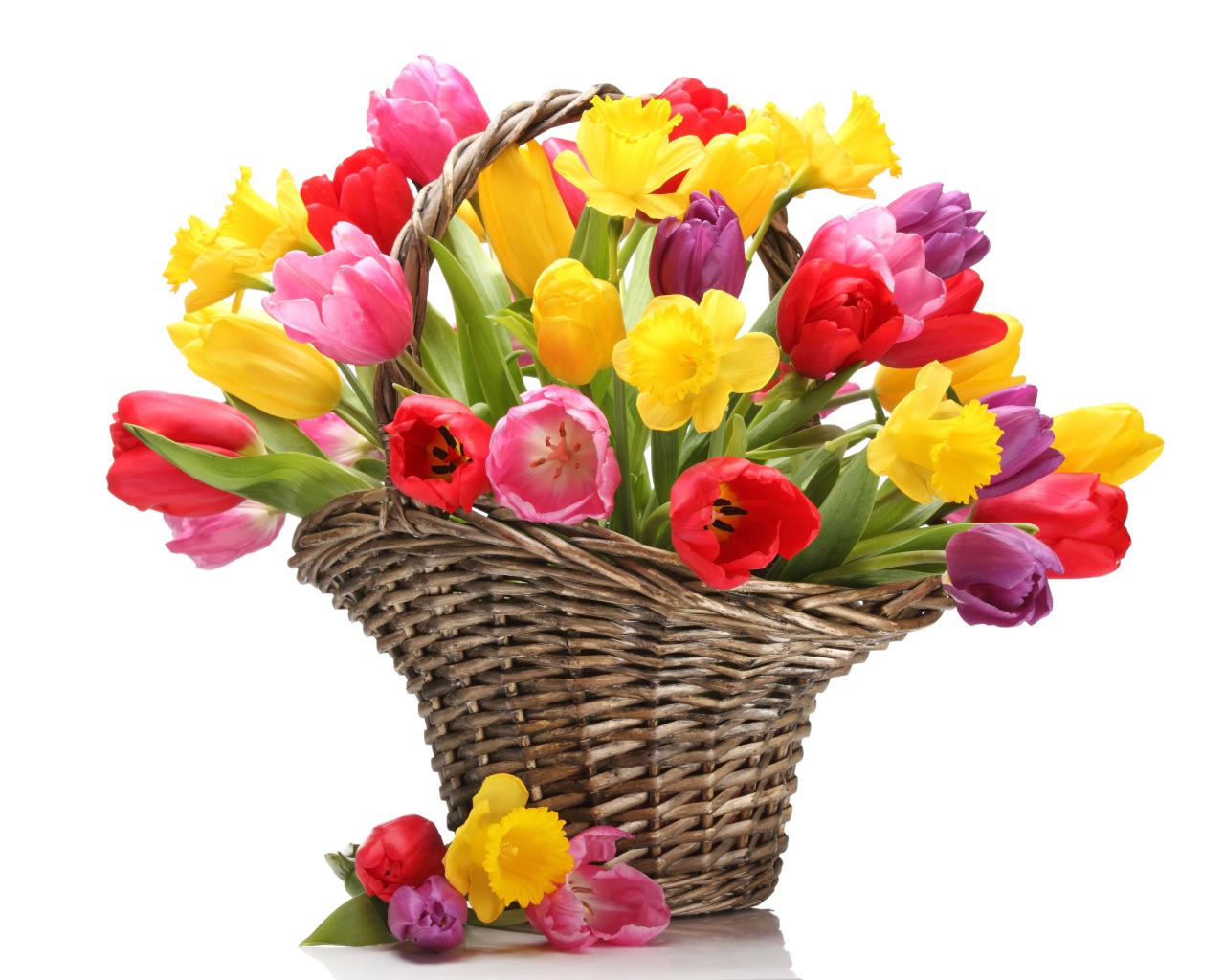 Букет разноцветных тюльпанов в плетеной корзине на белом фоне