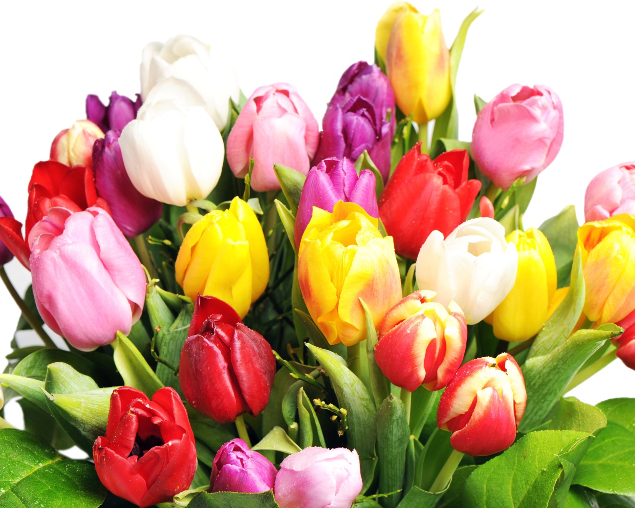 Букет разноцветных тюльпанов на белом фоне