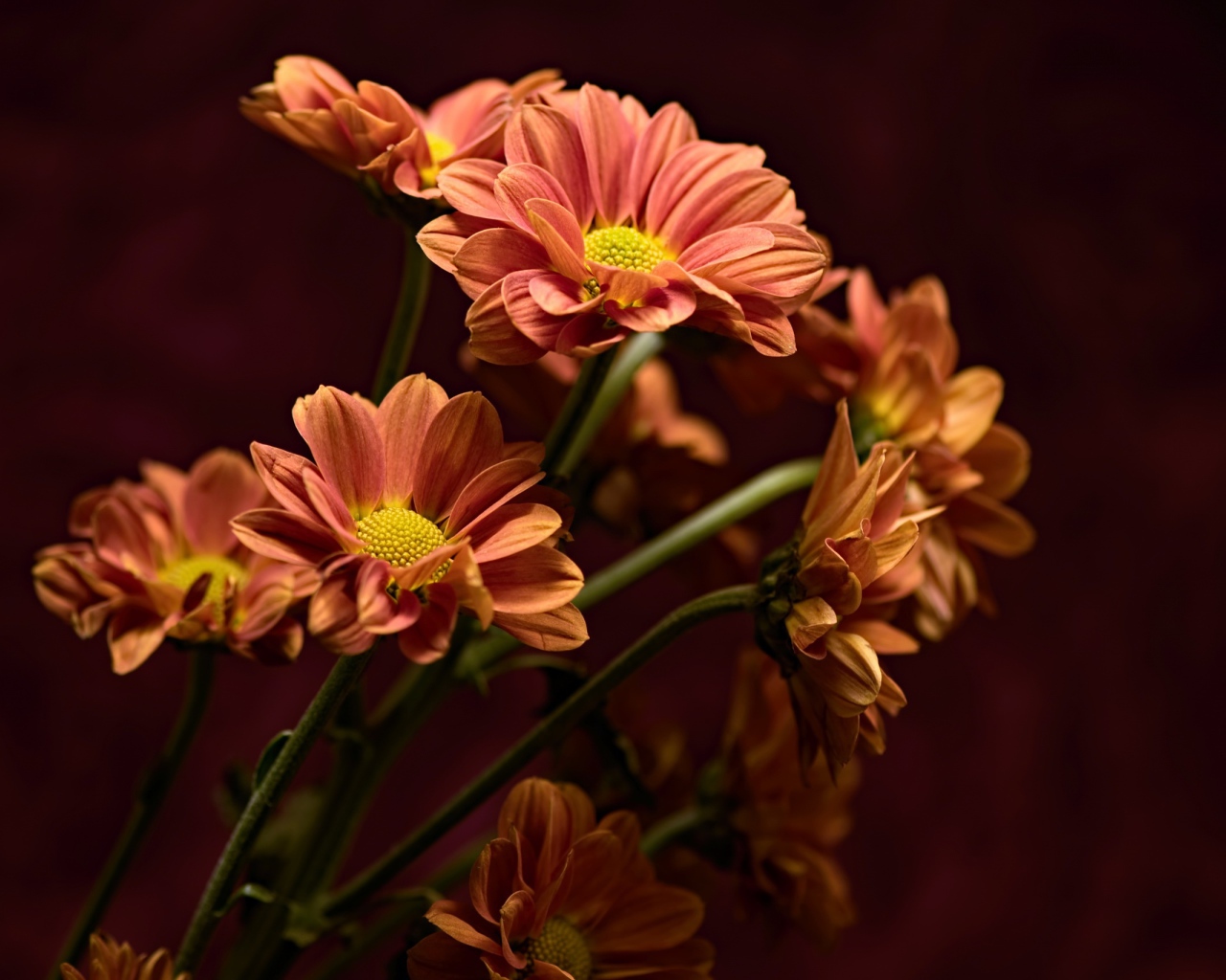 Букет оранжевых хризантем крупным планом