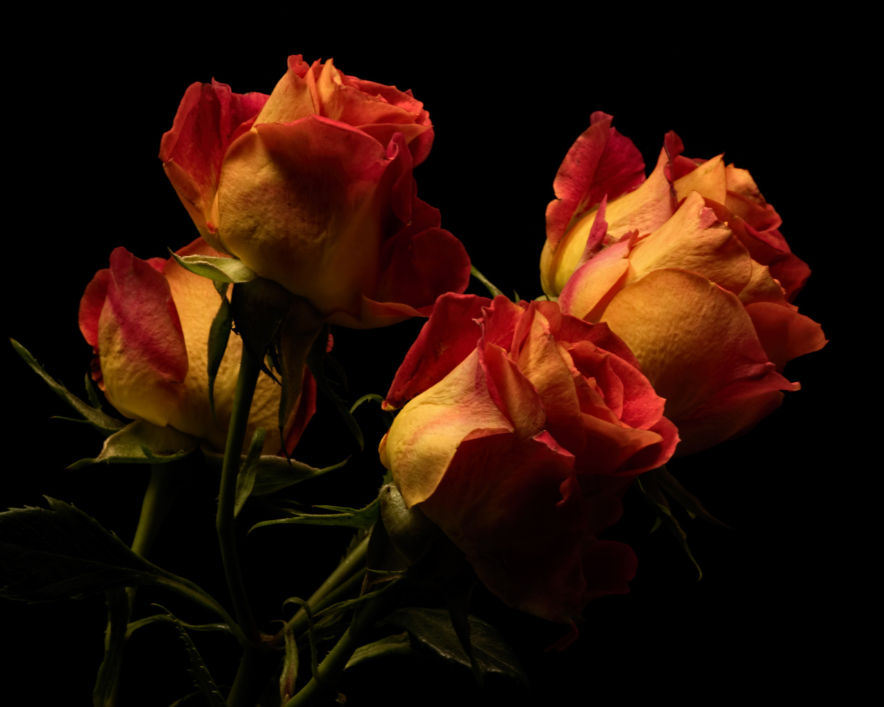 Букет оранжевых с красным роз на черном фоне