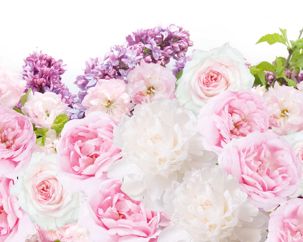 Букет пионов с сиренью на белом фоне