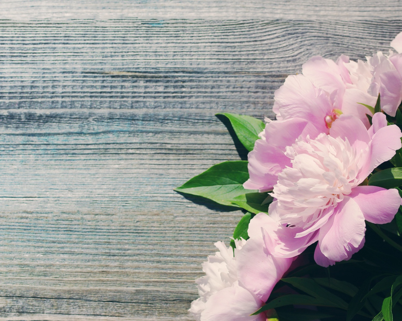 Букет розовых весенних пионов на деревянной поверхности 