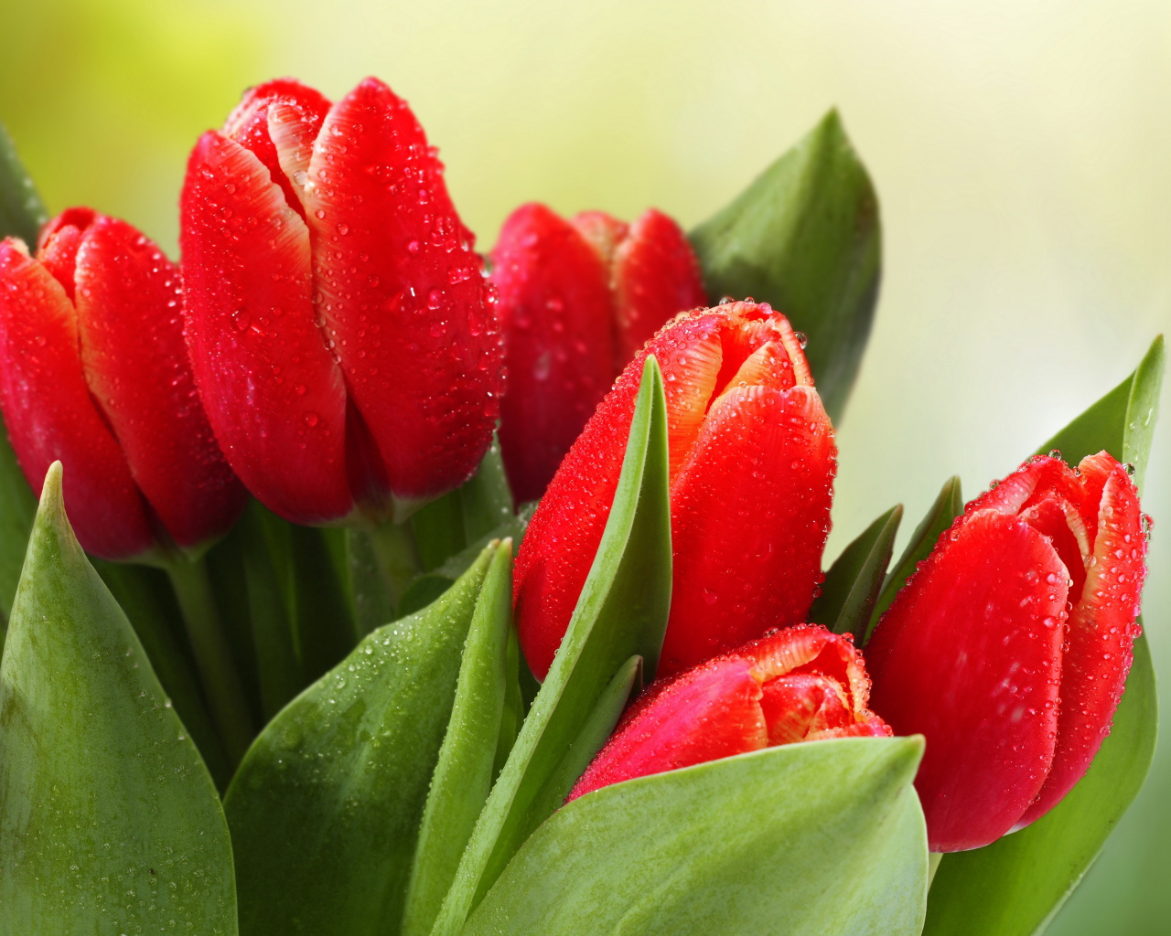 Букет красных тюльпанов в каплях росы 