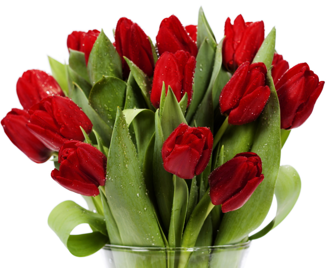 Букет красных тюльпанов в каплях росы в стеклянной вазе на белом фоне