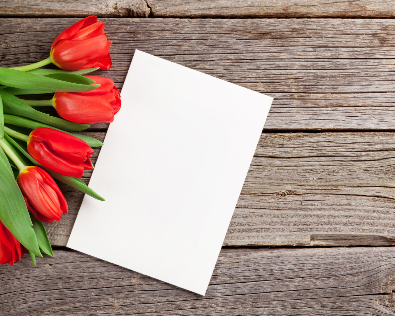 Букет красных тюльпанов с белым листом шаблон для открытки