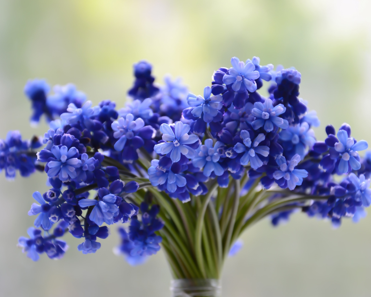 Букет весенних голубых цветов