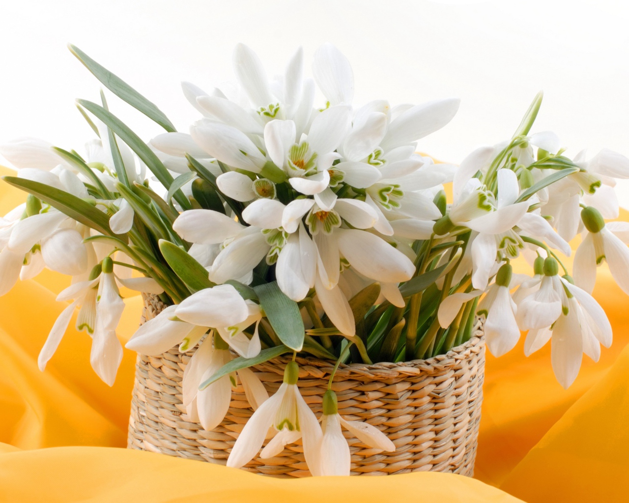 Букет нежных белых весенних подснежников в корзине