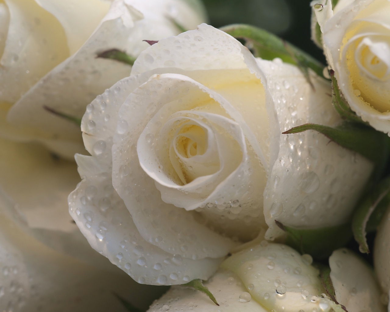 Букет белых роз в каплях росы 