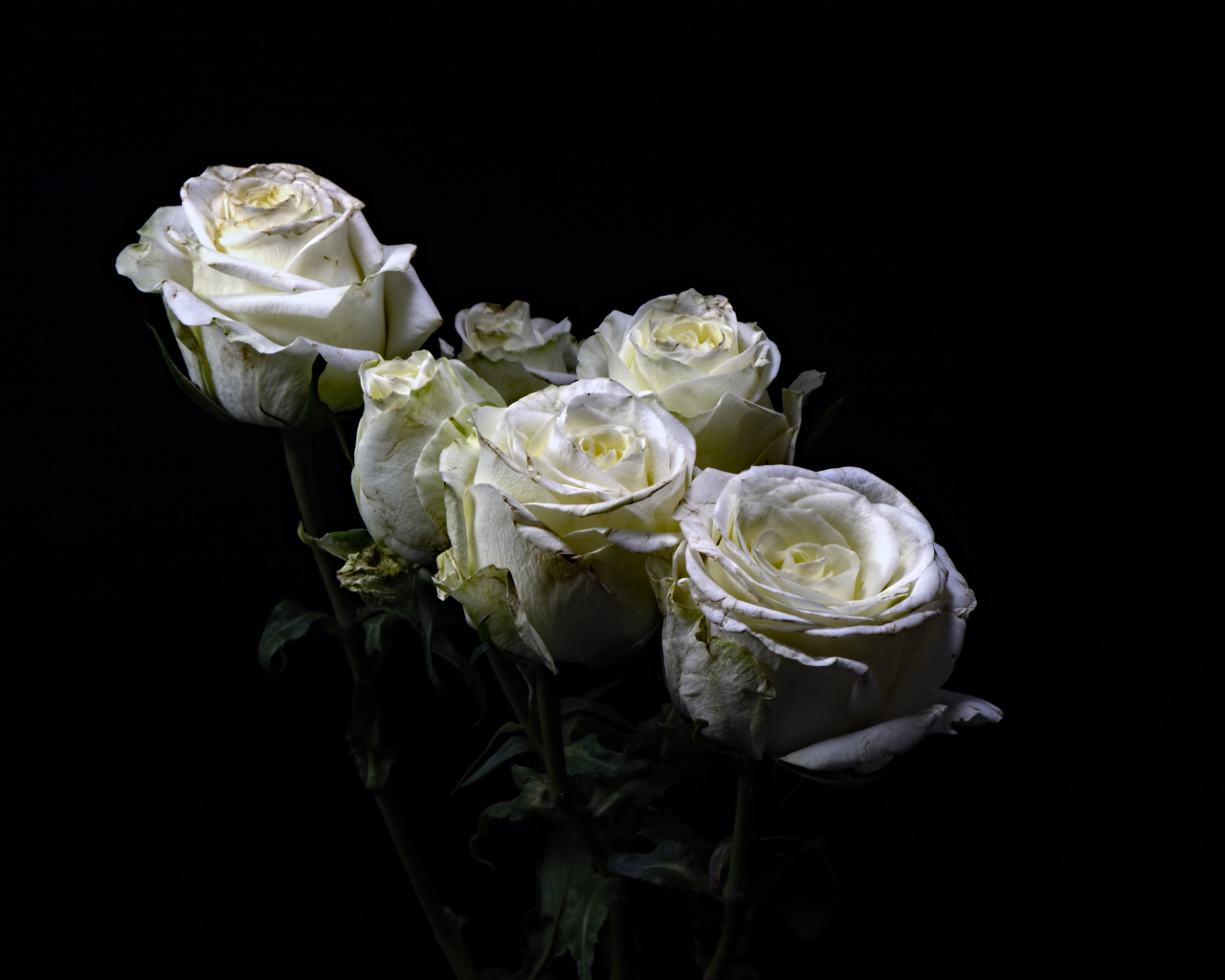 Букет белых роз на черном фоне