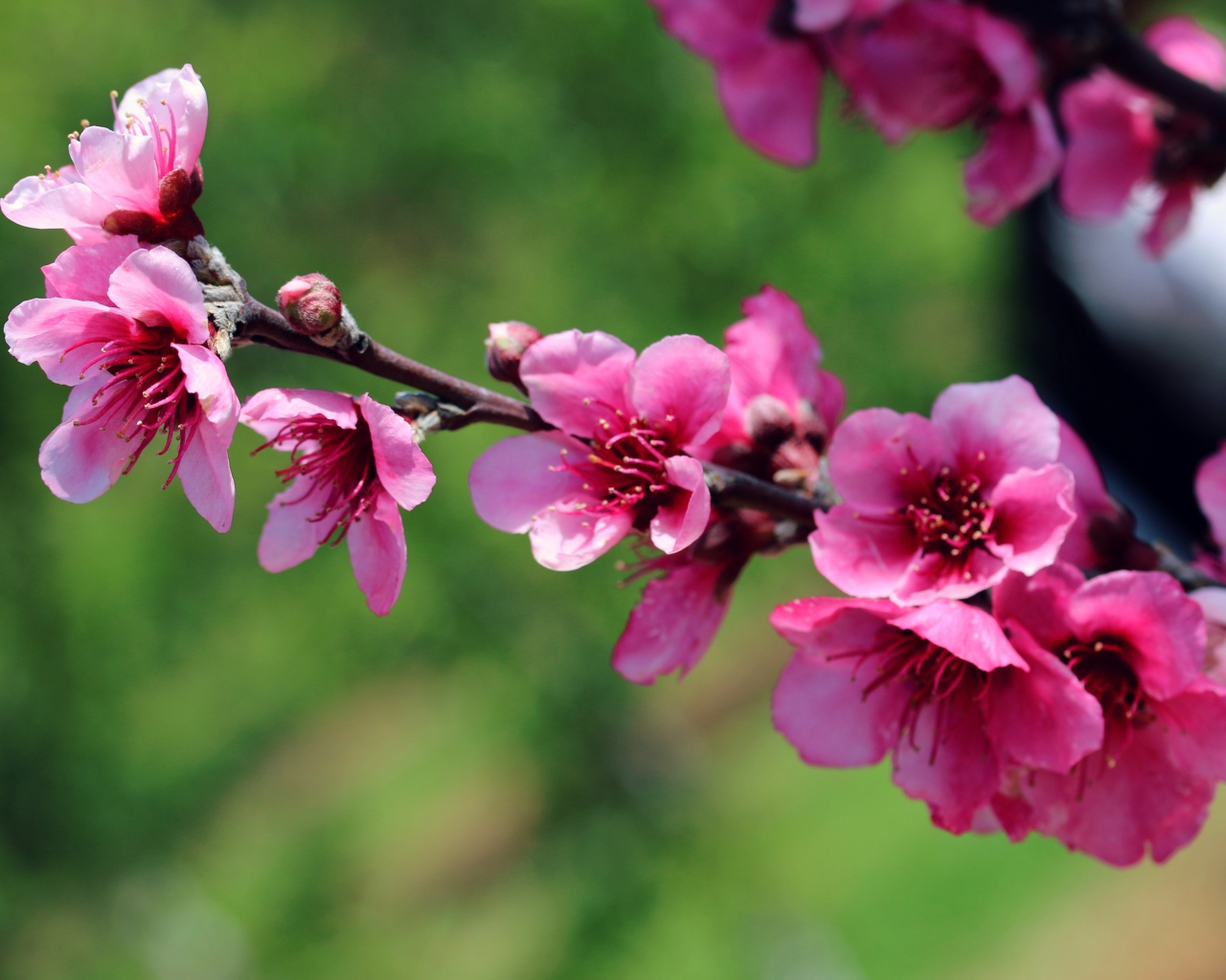 Ветка с красивыми розовыми цветами крупным планом