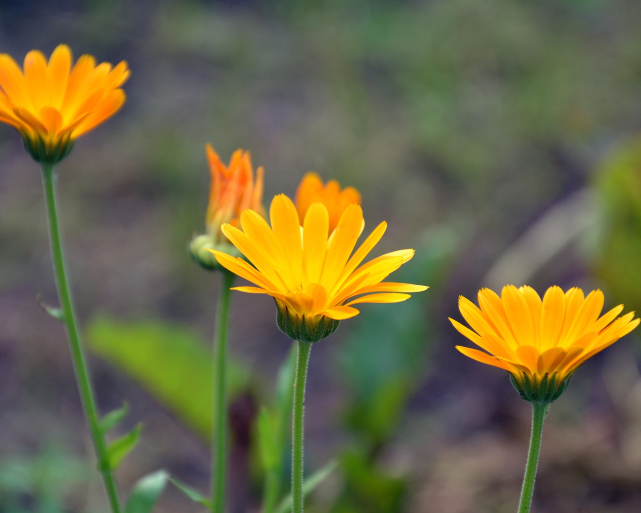 Яркие оранжевые цветы календулы 