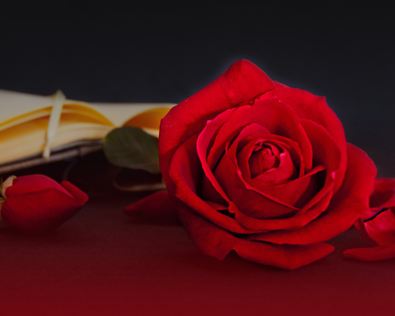 Яркая красная чайная роза на столе с книгой