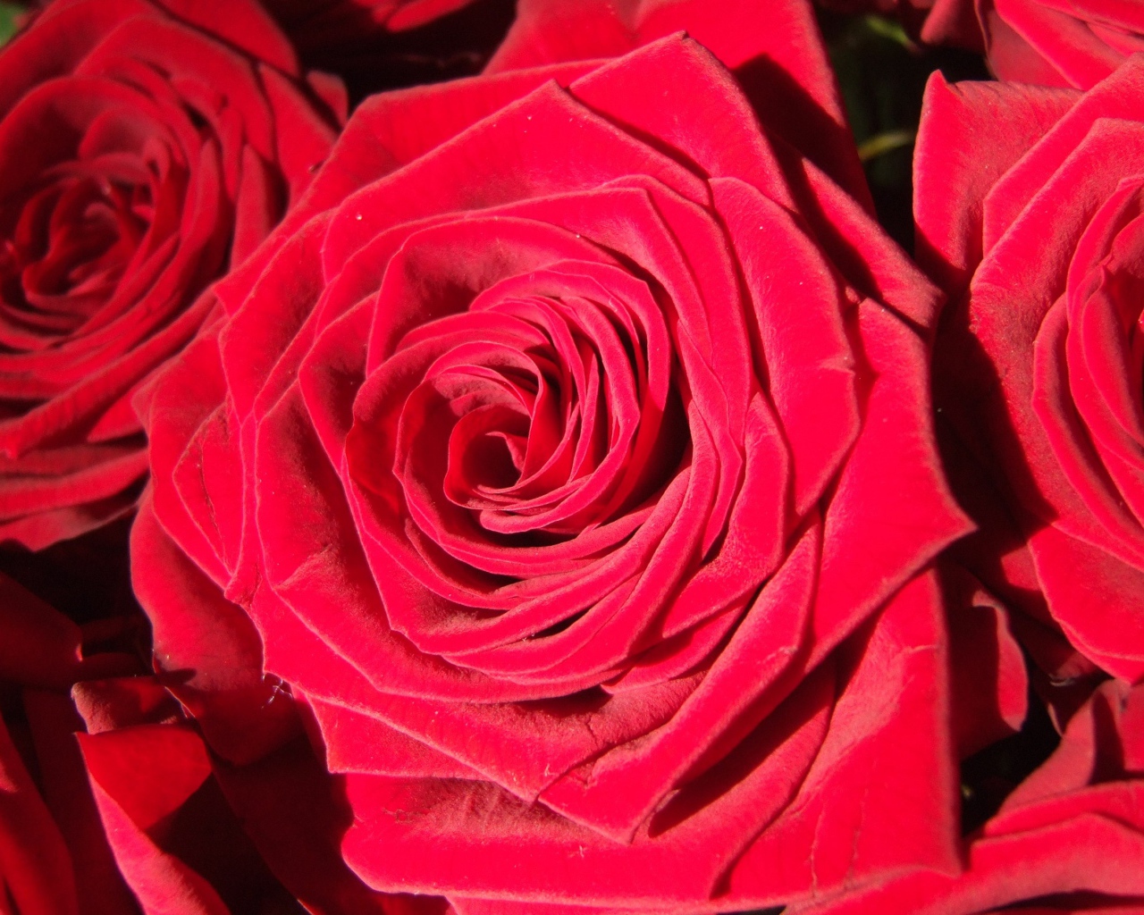 Яркие алые бутоны роз крупным планом