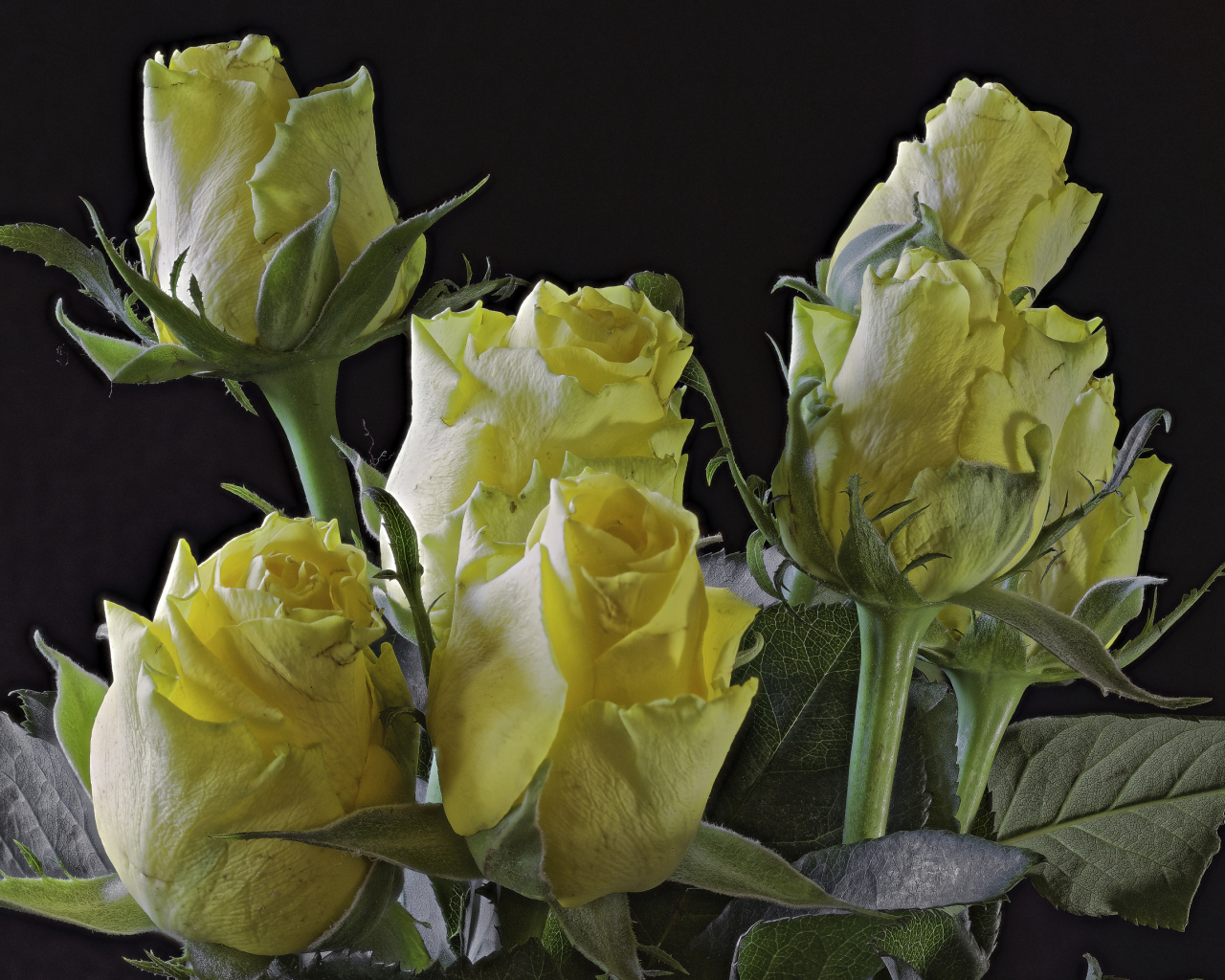 Бутоны желтой розы на черном фоне крупным планом