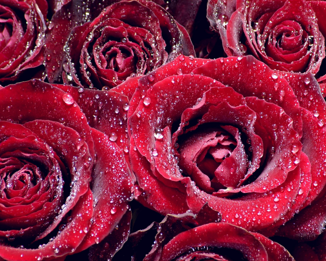 Бордовые розы в каплях росы крупным планом