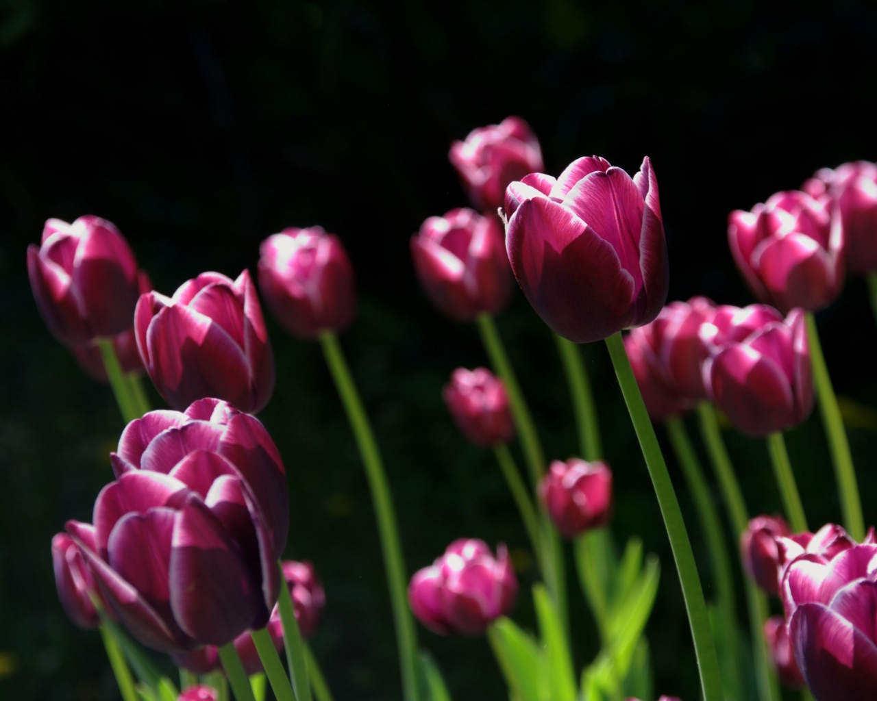 Бордовые тюльпаны с белыми ободками на черном фоне