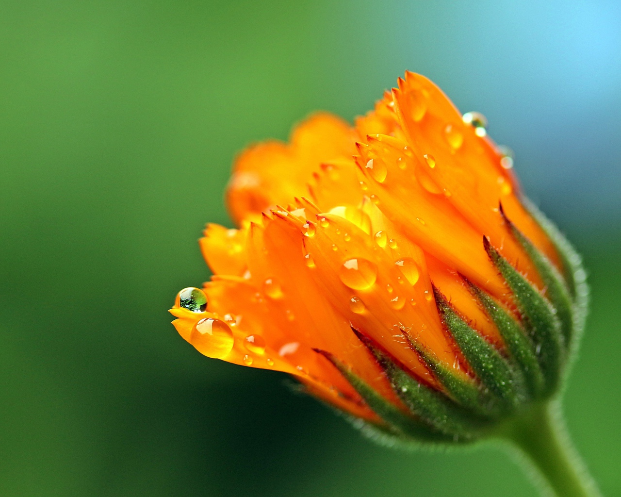 Бутон цветка календулы в каплях росы на зеленом фоне