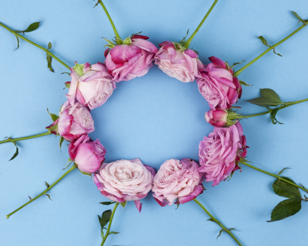 Круг из розовых роз на голубом фоне